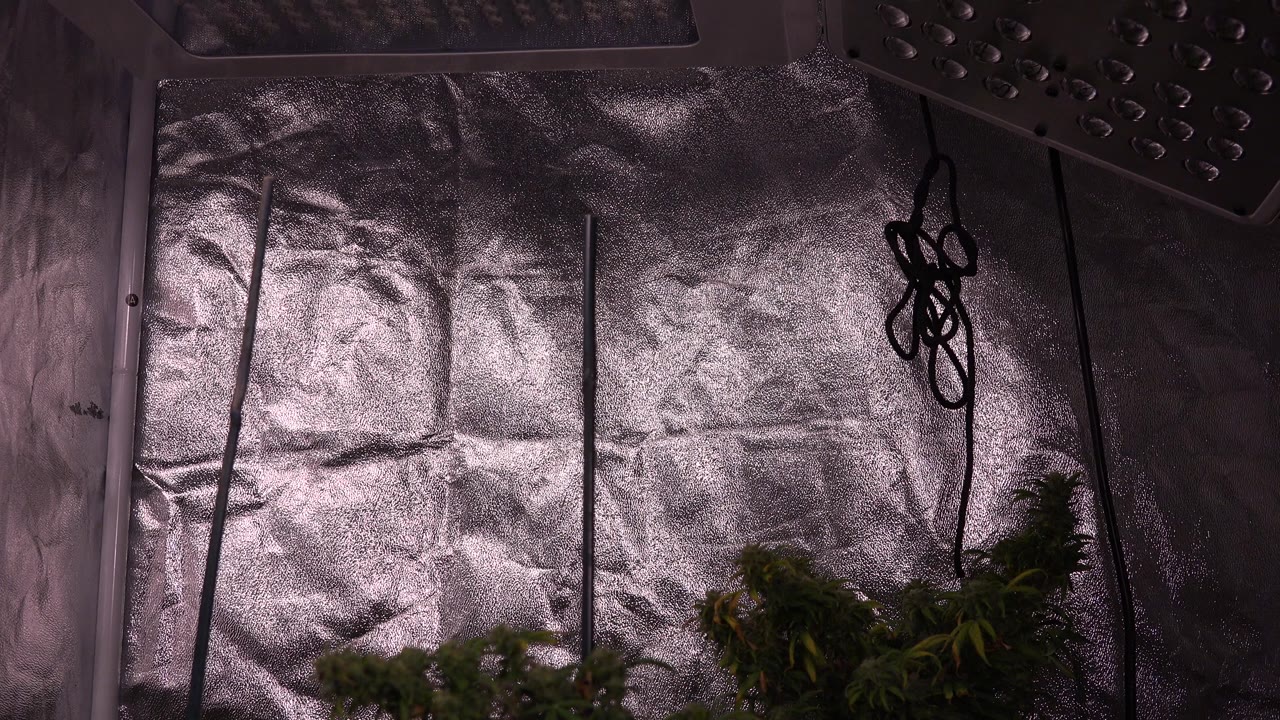 Second frame shows the same Westminster indoor plant setup, with green foliage along the lower edge, reflective wall panels behind it, black cords at right, and no visible people.