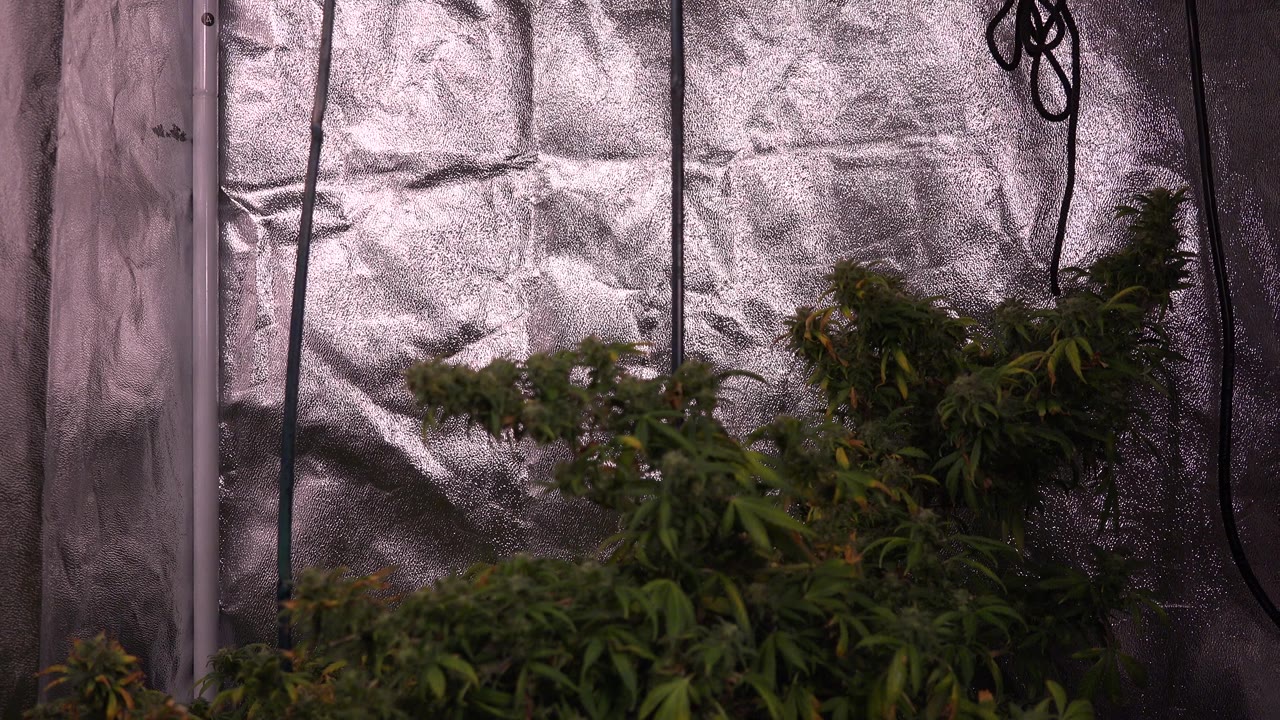 Opening frame of leafy green plants in a reflective silver grow tent in Westminster, Colorado, with hanging cords and no visible people.