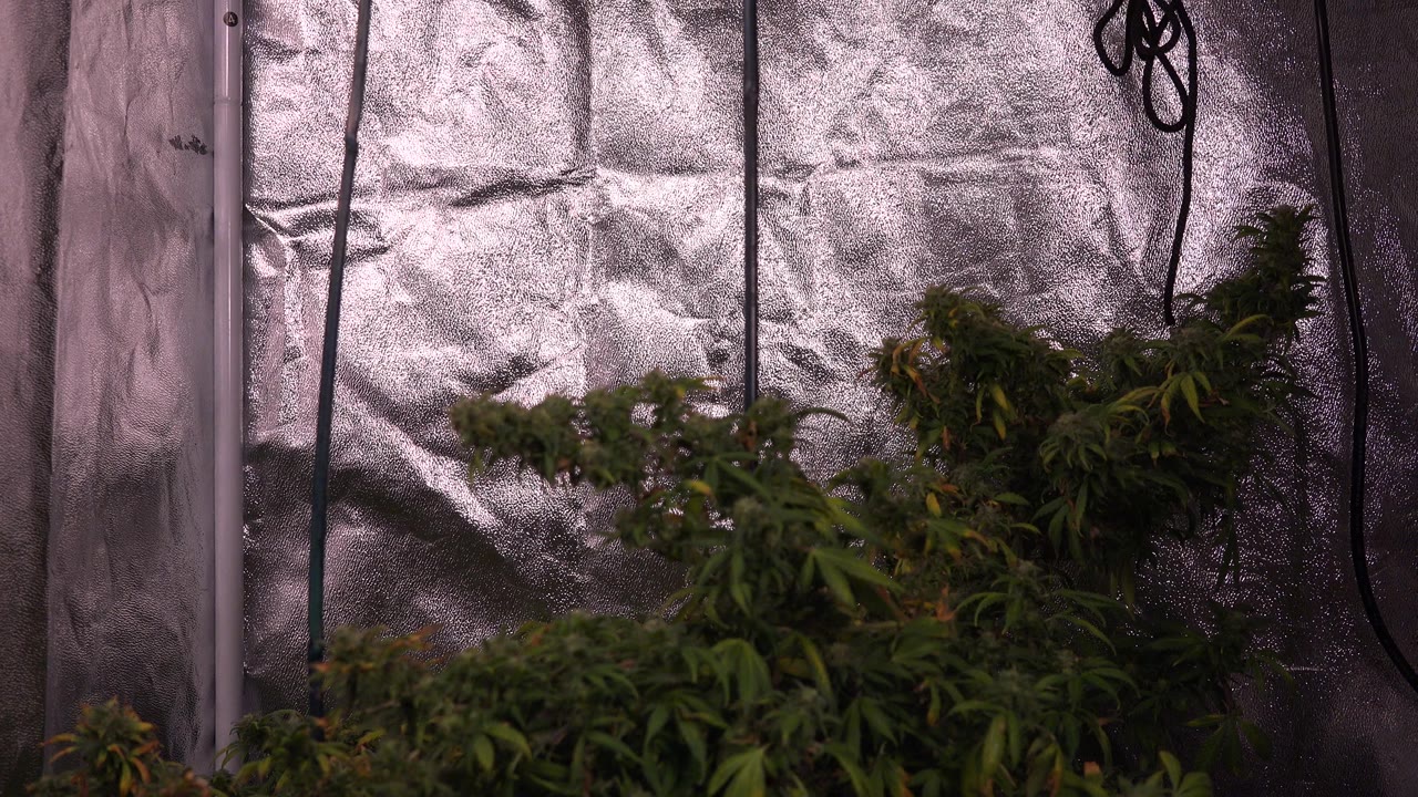 Leafy plant tops sit across the lower frame while the reflective grow-tent wall and black cords stay visible in Westminster, Colorado, with no visible people.