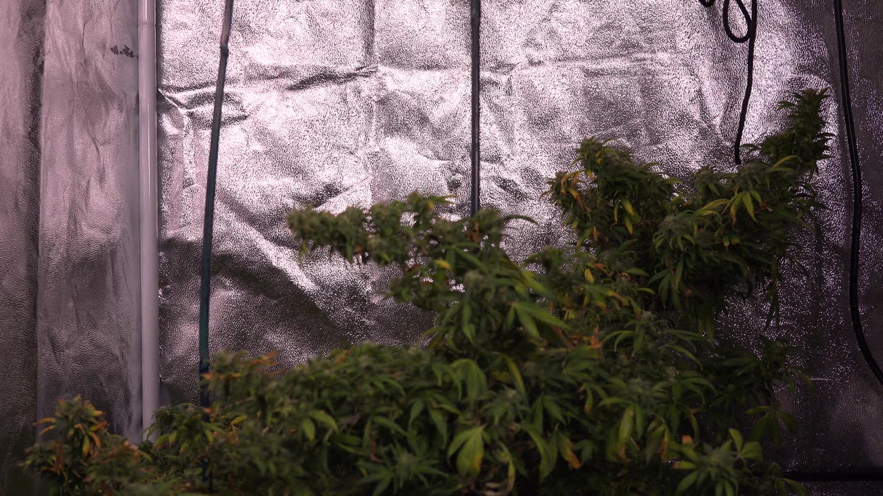 Foliage fills a small indoor growing area