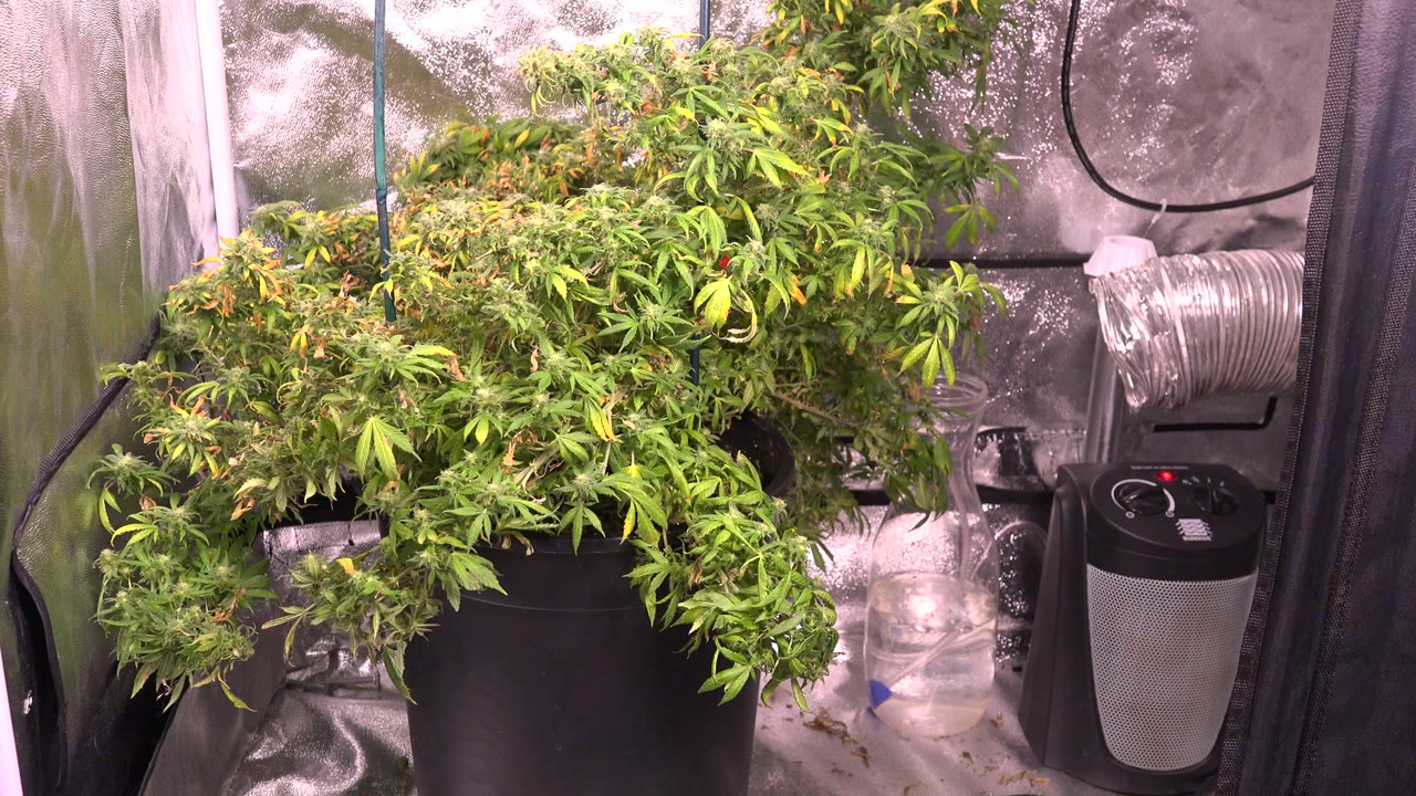 Leafy potted plant inside a reflective grow tent.