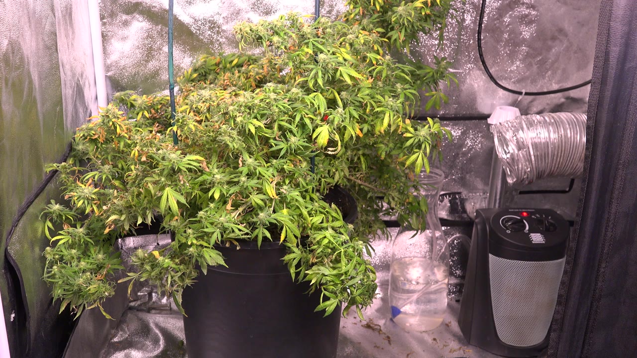 The plant canopy spreads across a black container inside the Westminster grow tent, with flexible ducting and a small appliance visible at right, no visible people.
