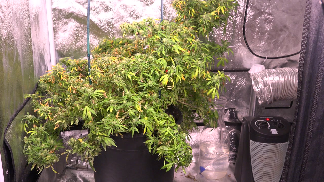 Dense green foliage in a black pot fills a reflective indoor grow tent in Westminster, Colorado, with ducting and equipment visible and no visible people.
