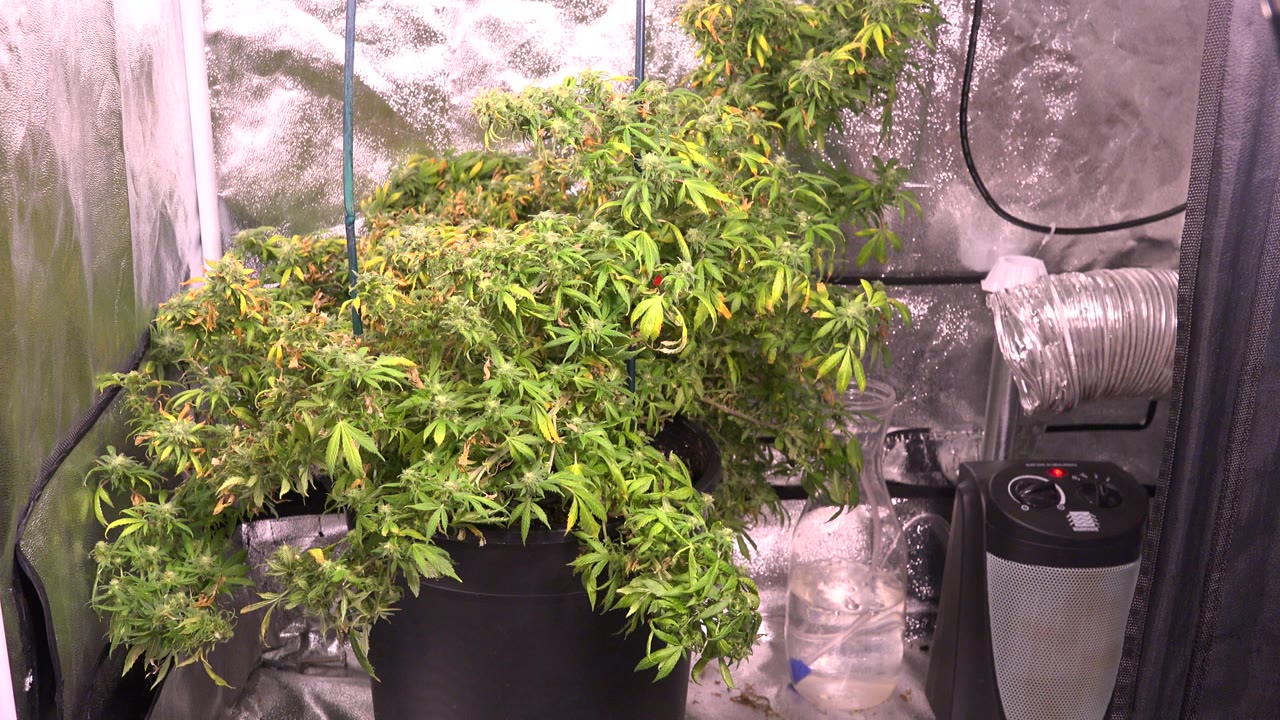 A large green potted plant sits under artificial light in Westminster, Colorado, with reflective walls, a silver duct, a dark appliance, and no visible people.