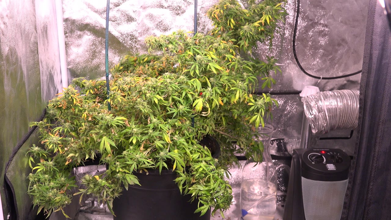 Close view of green foliage under bright indoor grow light.