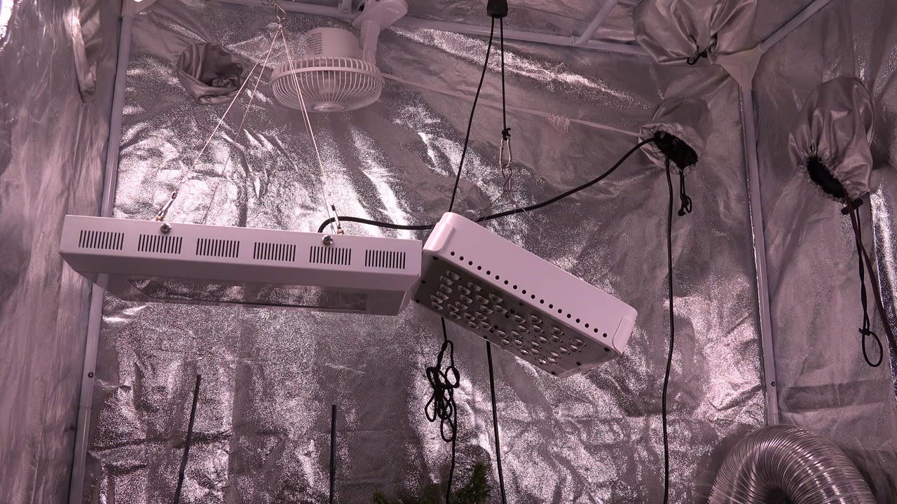Reflective grow-room walls with suspended white light fixtures and black cables.