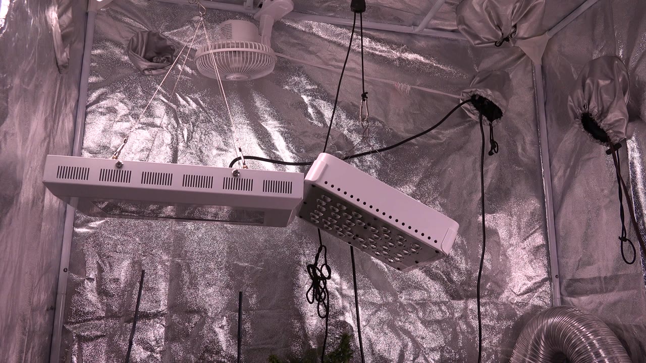 Westminster, Colorado grow facility interior with rectangular light housings angled near reflective wall panels, black cords hanging down, a small fan above, and no visible people.