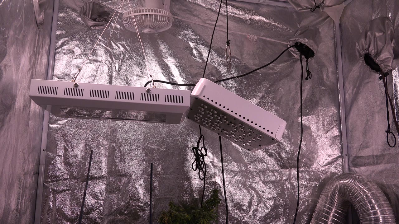 At 0:00 in Westminster, Colorado, white grow lights hang against reflective metallic wall covering with black cords, a vent duct, partial plant foliage, and no visible people.