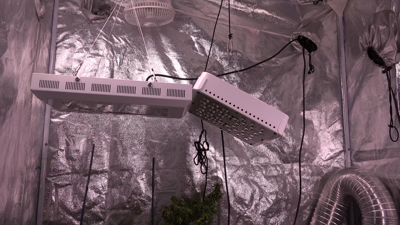Indoor grow lights, cords, reflective walls, ducting, and plant tops.