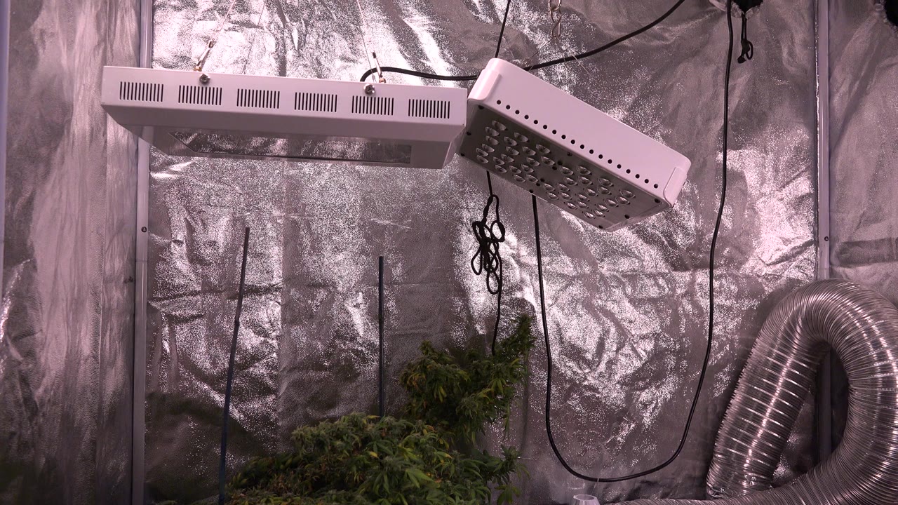 Reflective grow tent with hanging lights, cords, plants, and ventilation duct.
