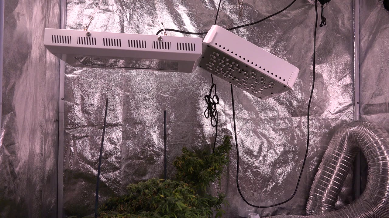 Second frame shows the same Westminster indoor setup with the angled light fixture prominent at upper right, hanging cords near center, green plants at the bottom, and no visible people.