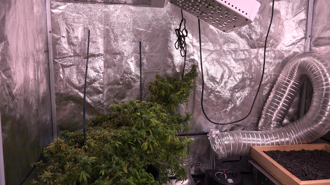 At 0:00 in the Westminster, Colorado clip, leafy plants sit under pink indoor light beside reflective wall lining, hanging cords, a silver ventilation tube, and no visible people.