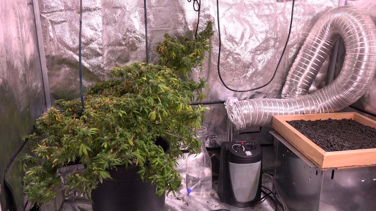 Cannabis plants in black pots beside a silver ventilation duct and grow-room equipment.