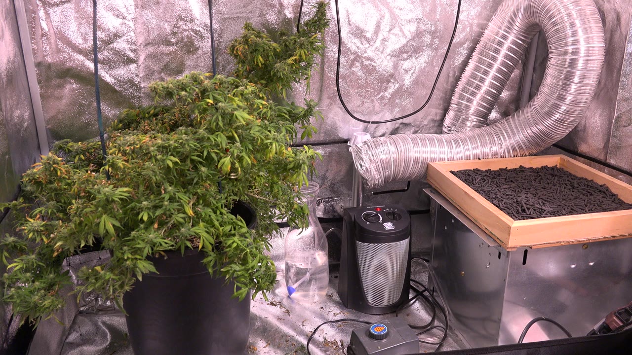 Green plants inside a reflective greenhouse with ducting and a soil tray.