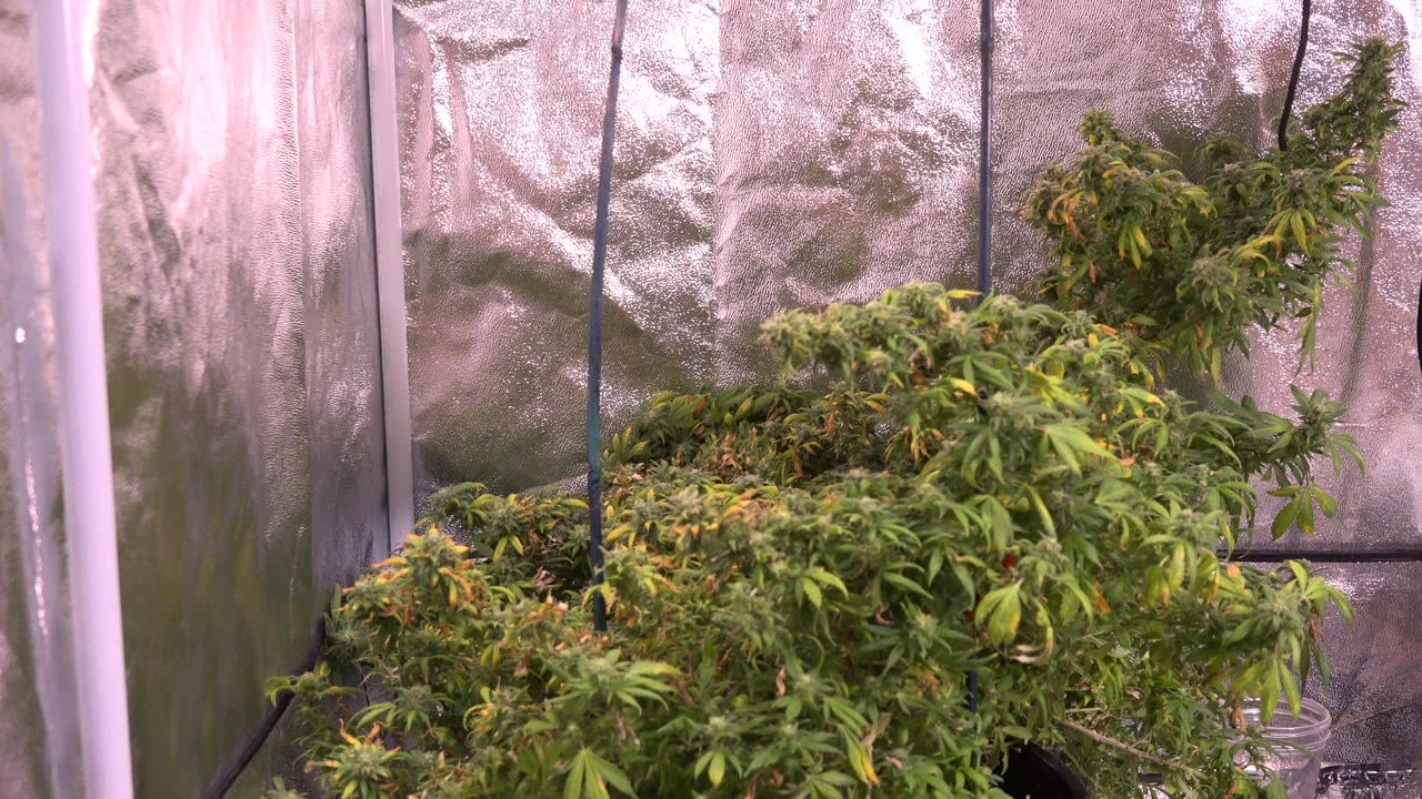 Leafy plants inside a reflective plastic grow tent.