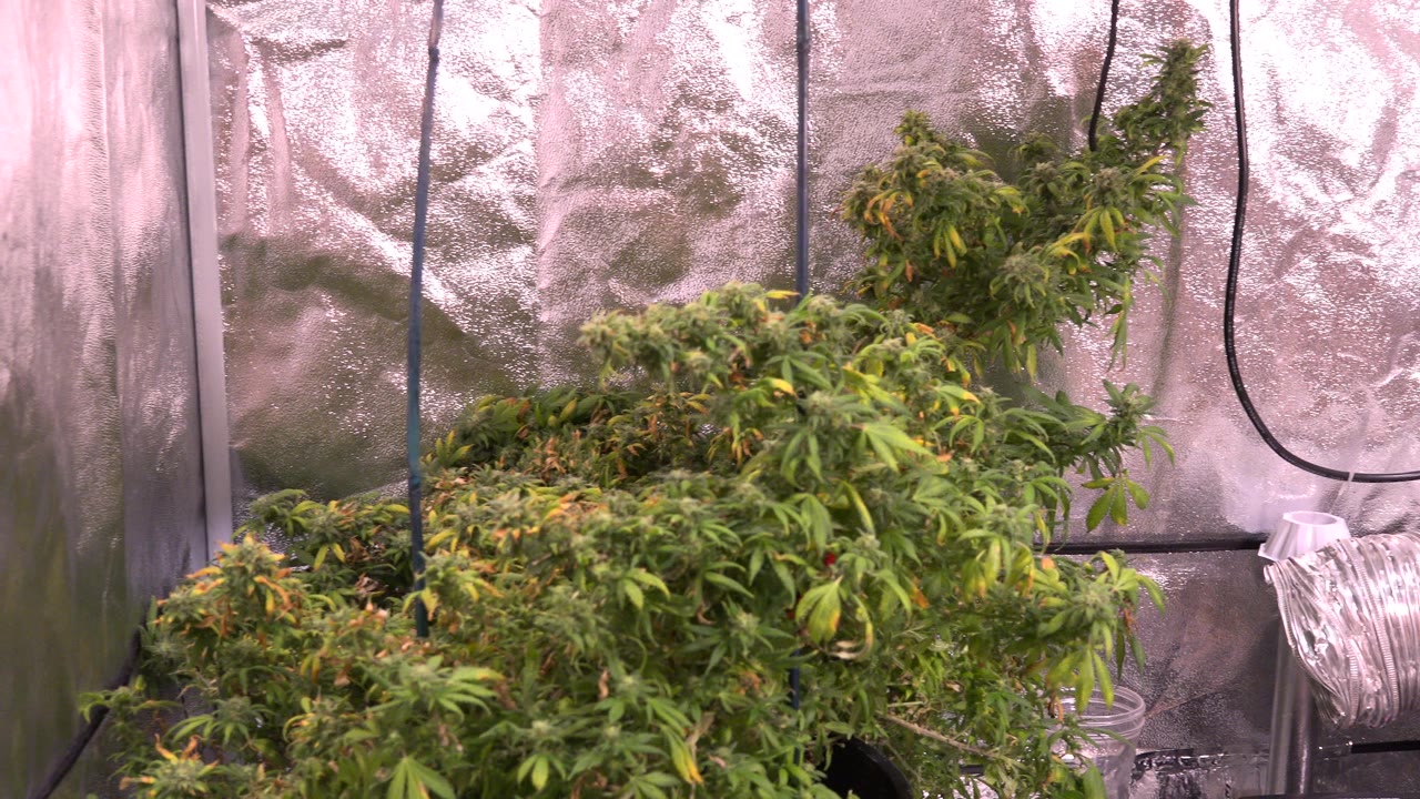 Green plants inside a reflective grow tent with hanging cables.