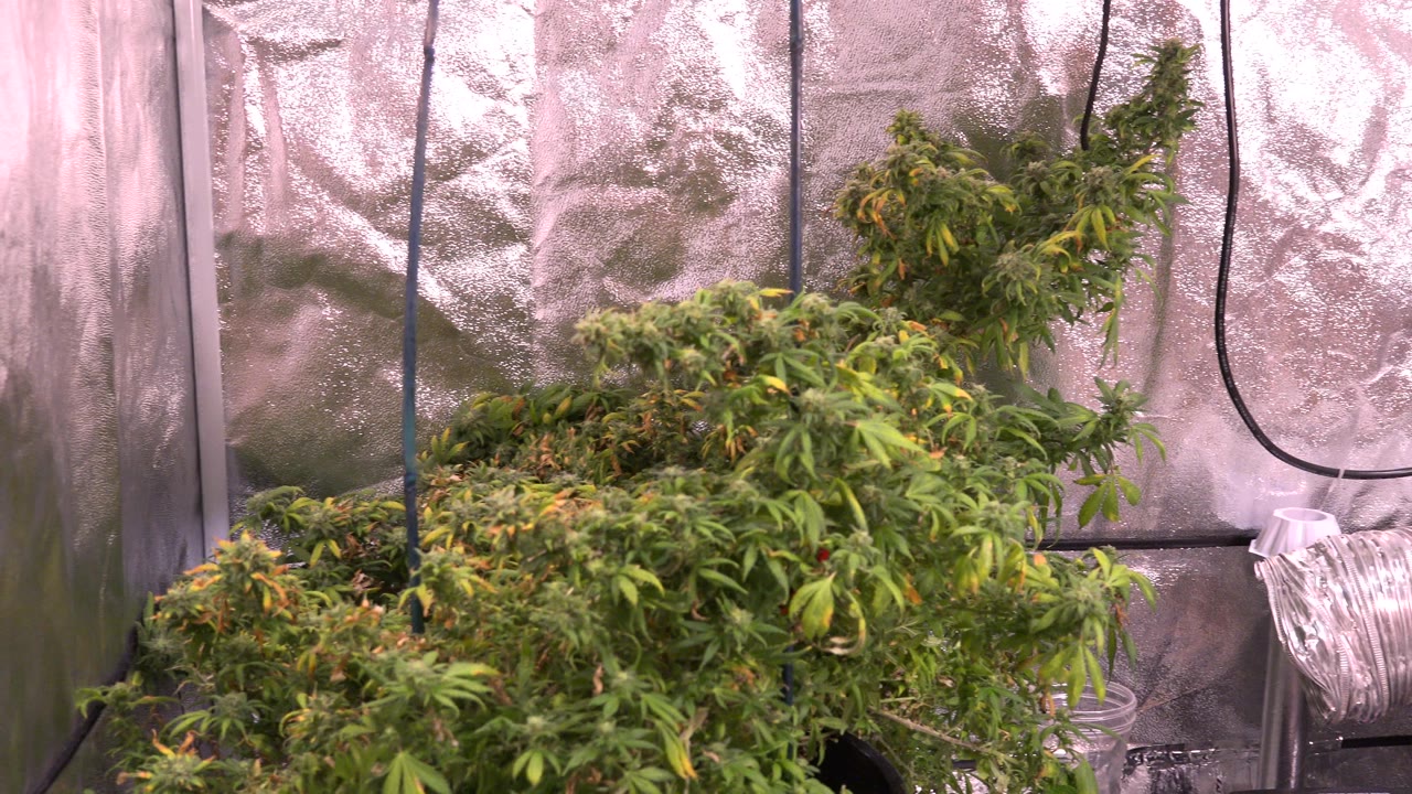 At 0:01 in Westminster, Colorado, the plants remain centered under pink light while a coiled silver ventilation duct appears along the right edge, with no visible people.