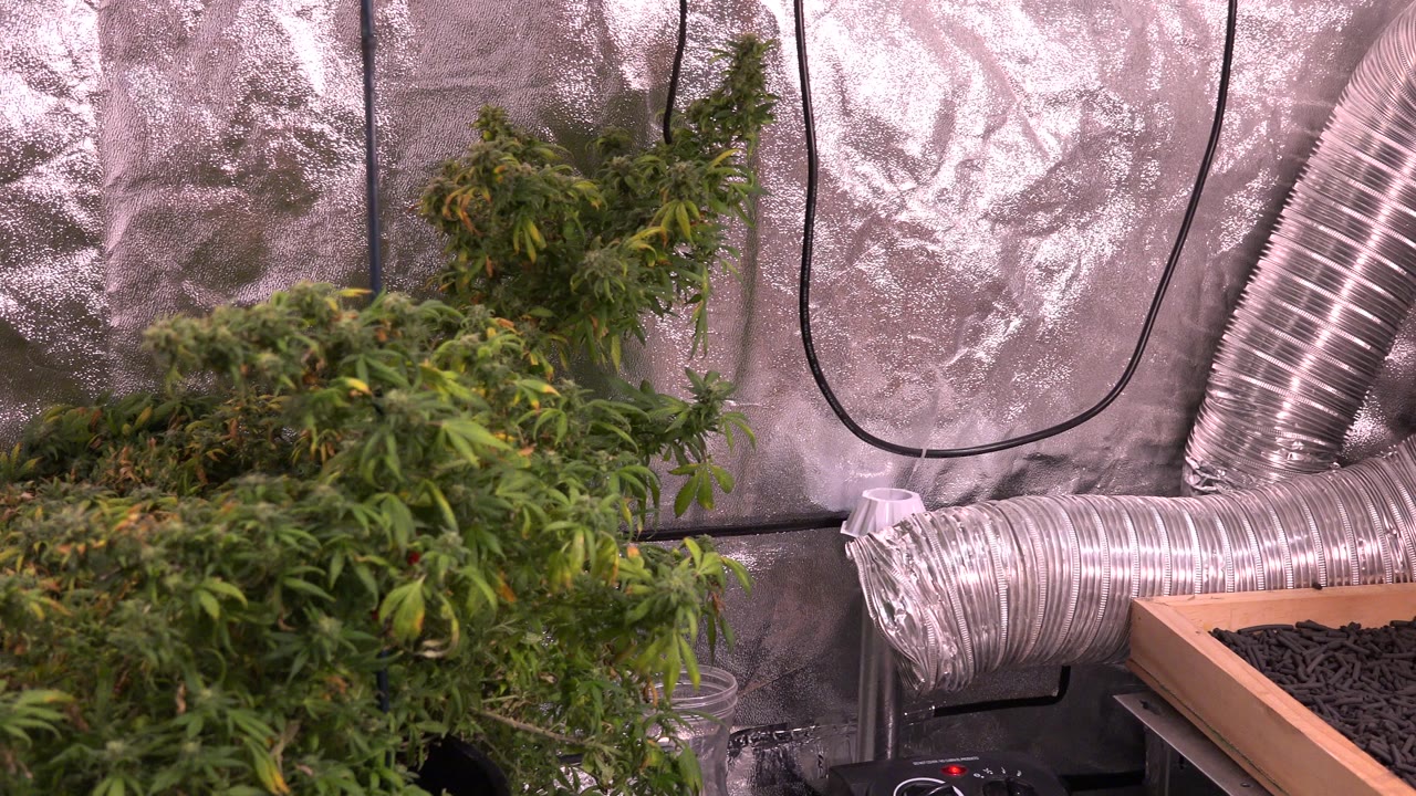 Leafy plants beside reflective wall lining and metal ducting