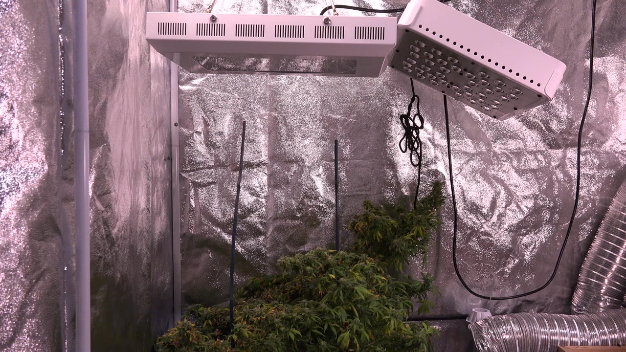 Indoor plants under grow lights inside a reflective tent