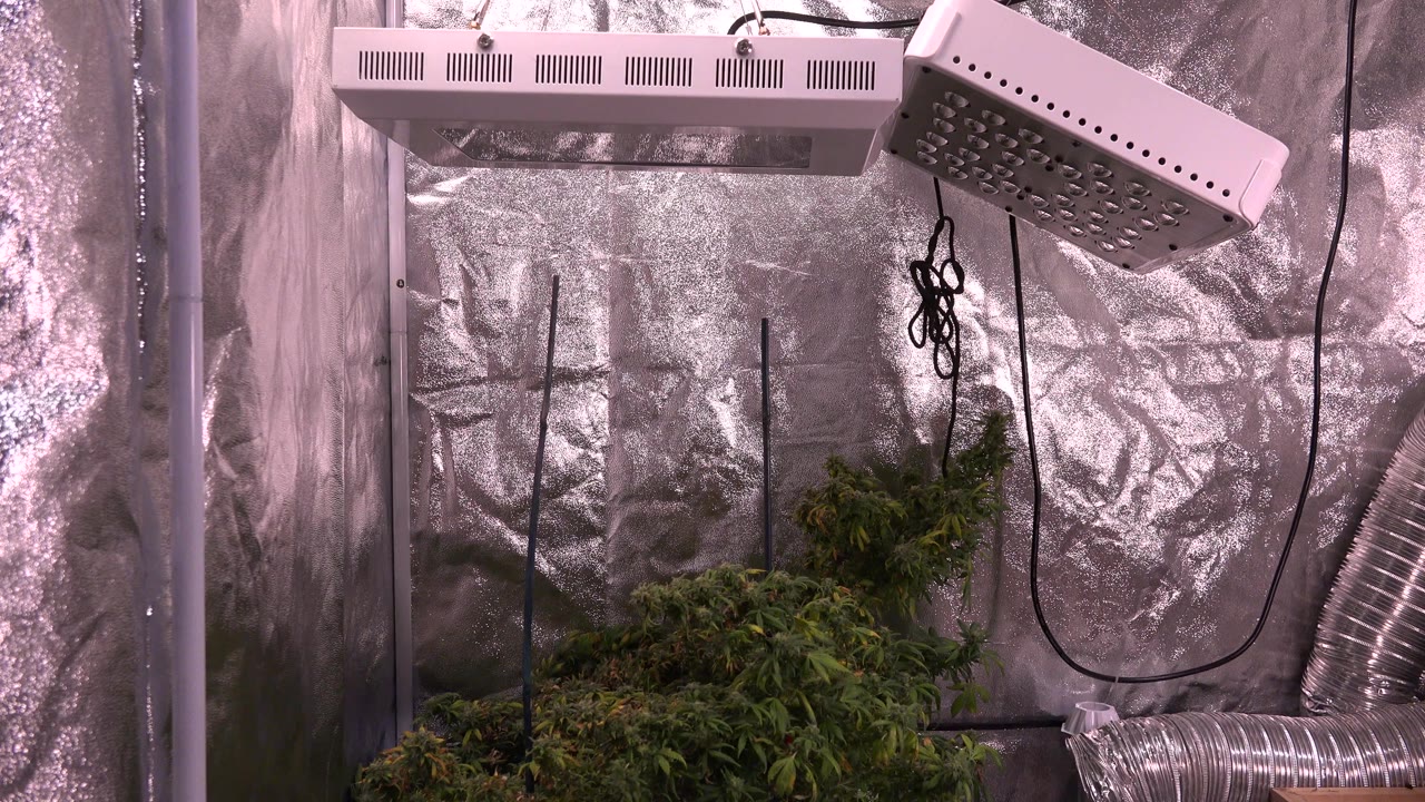 At 0:01, the grow tent remains centered on the plant canopy, with the rectangular overhead light, angled LED panel, black hanging cables, and silver ductwork visible, and no visible people.
