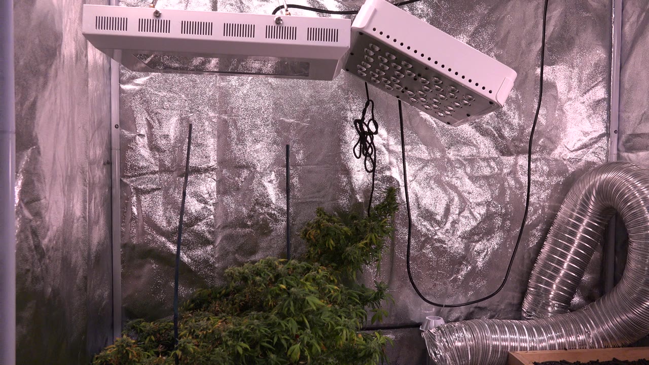 Leafy plants under grow lights inside a reflective tent.