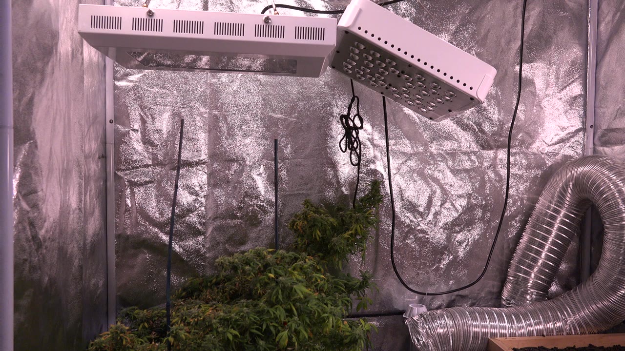 A similar view of the Westminster indoor grow tent shows dense leafy plants at the lower left, two overhead light fixtures, hanging cords, and the duct curving along the right wall, with no visible people.