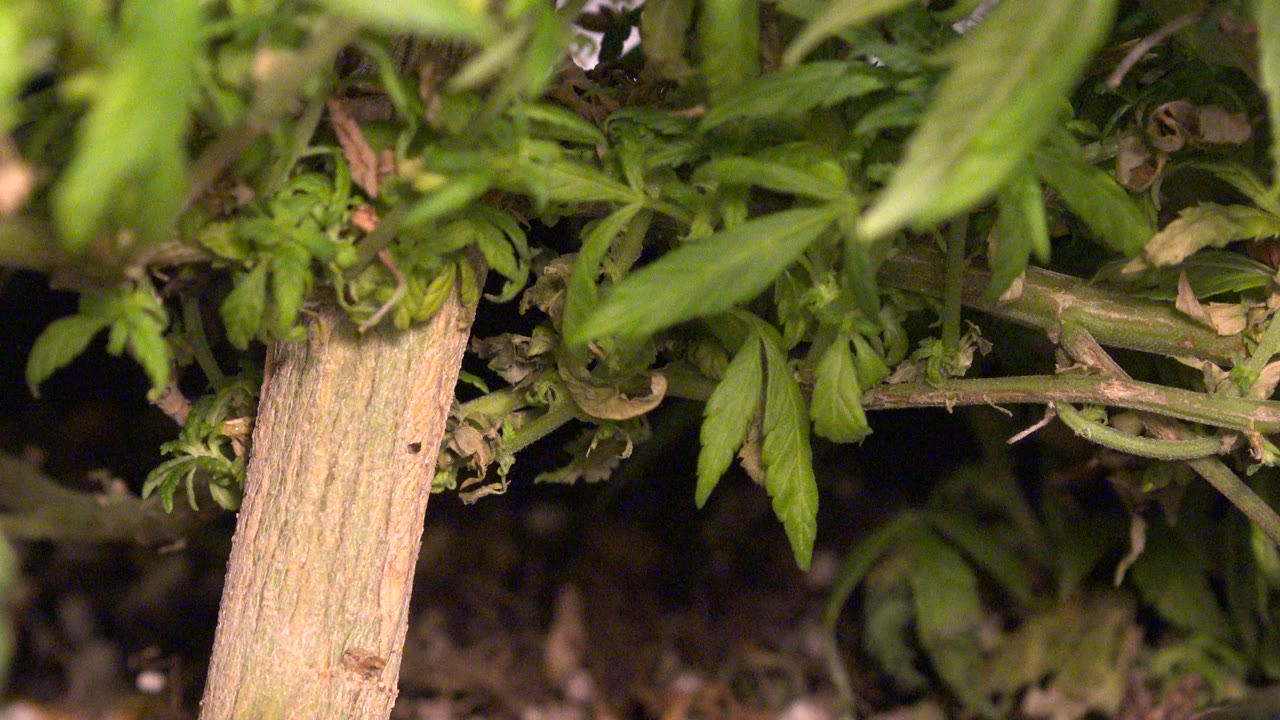 Opening close-up in Westminster, Colorado, showing green leaves, branching stems, dark soil, and a pale wooden support stick with no visible people.