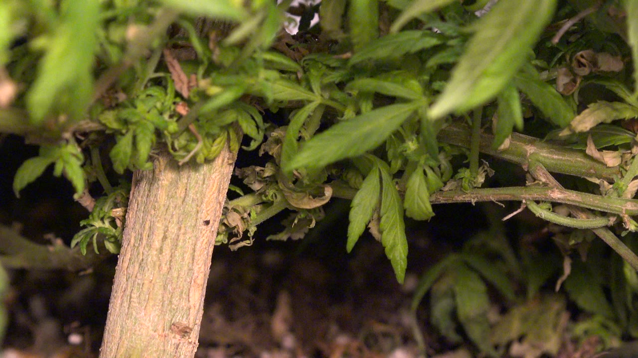 Close plant-level view in Westminster, Colorado, with the wooden stake centered near green leaves and shadowed soil behind it, no visible people.