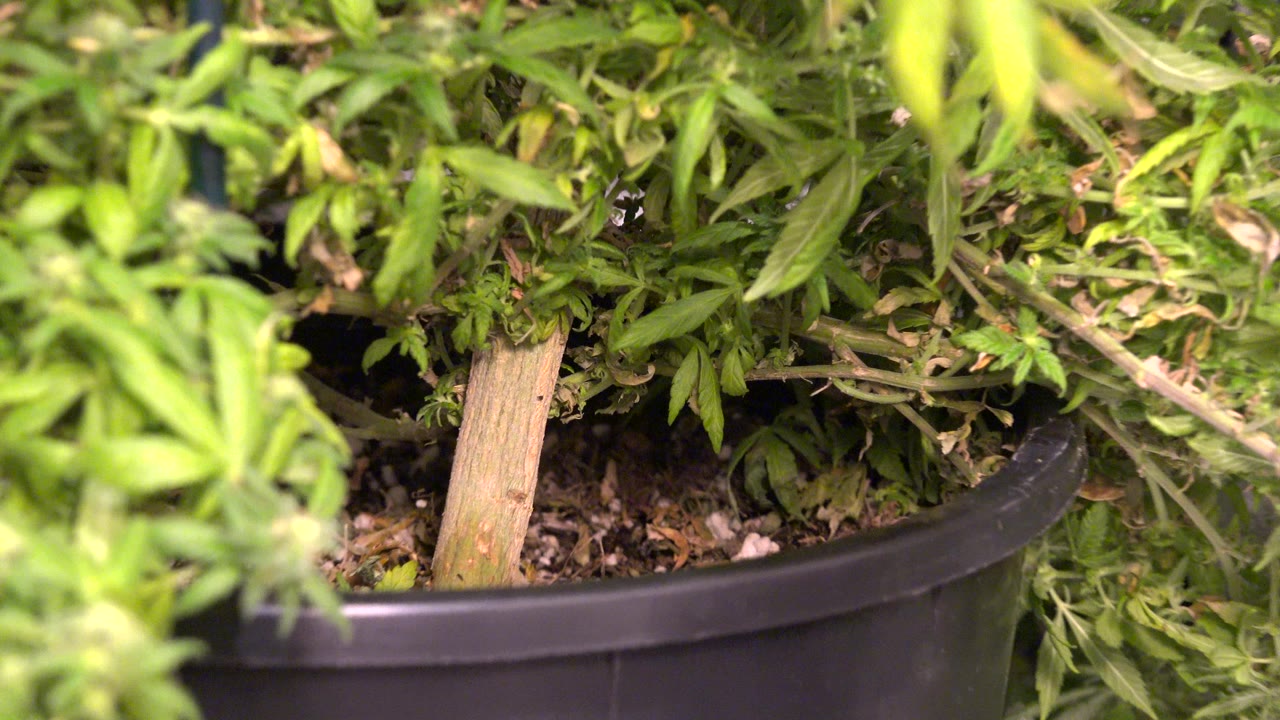 Close frame of a leafy green potted plant in Westminster, Colorado, with a black planter rim, soil, and no visible people.