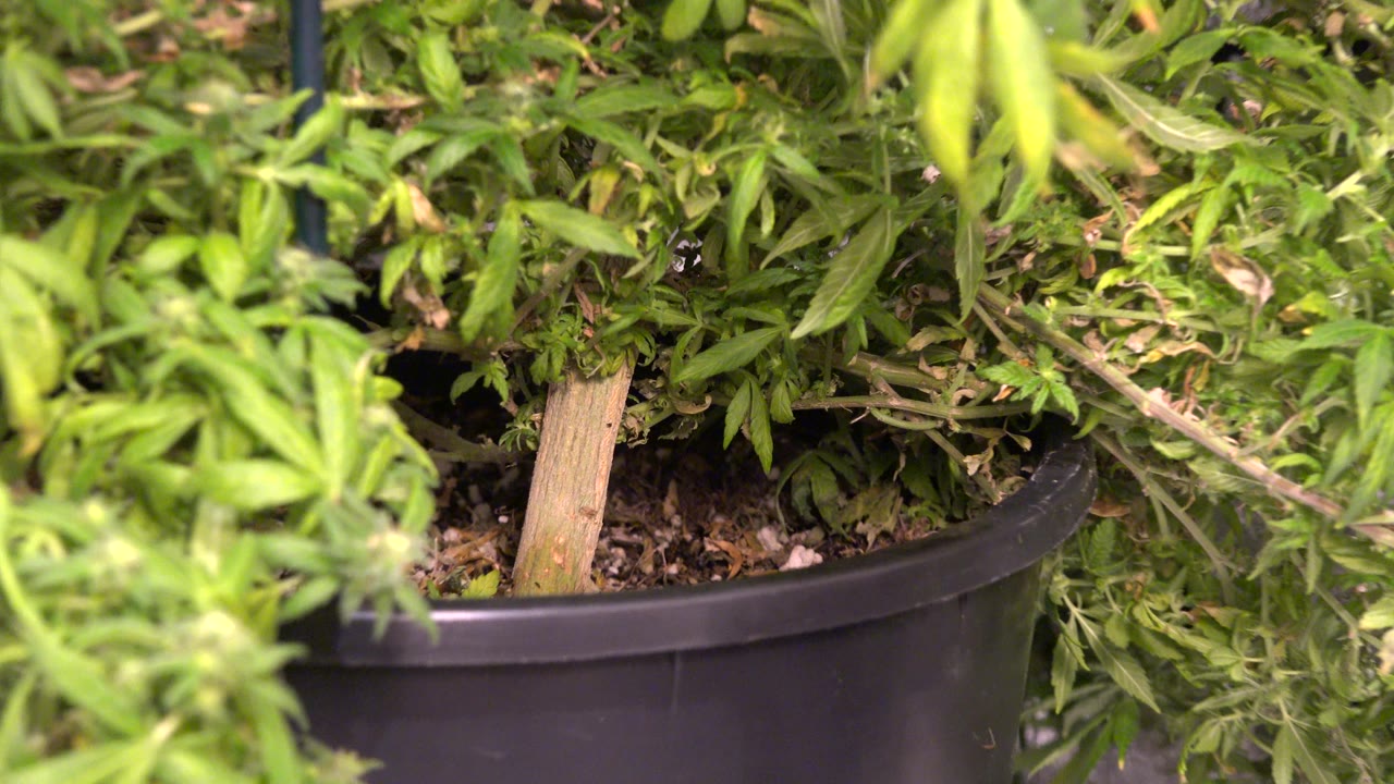 Potted plant with green leaves, woody stem, and black pot rim.