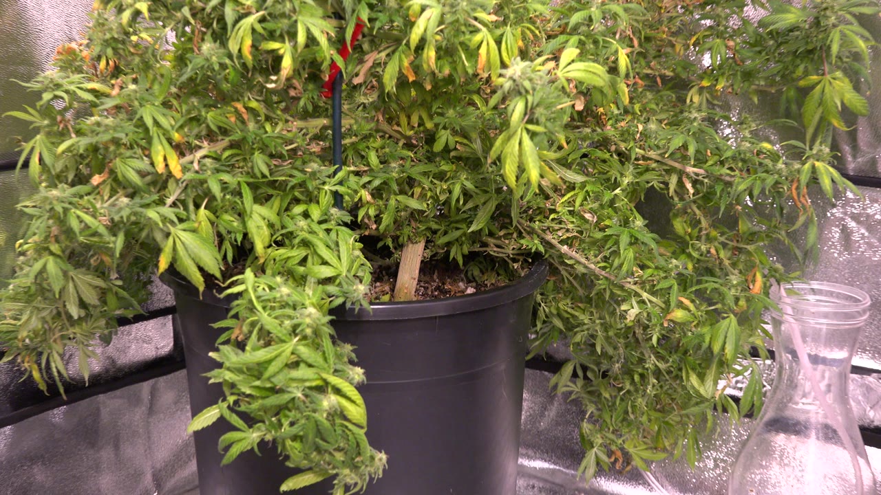Potted cannabis plant inside a reflective indoor grow tent.