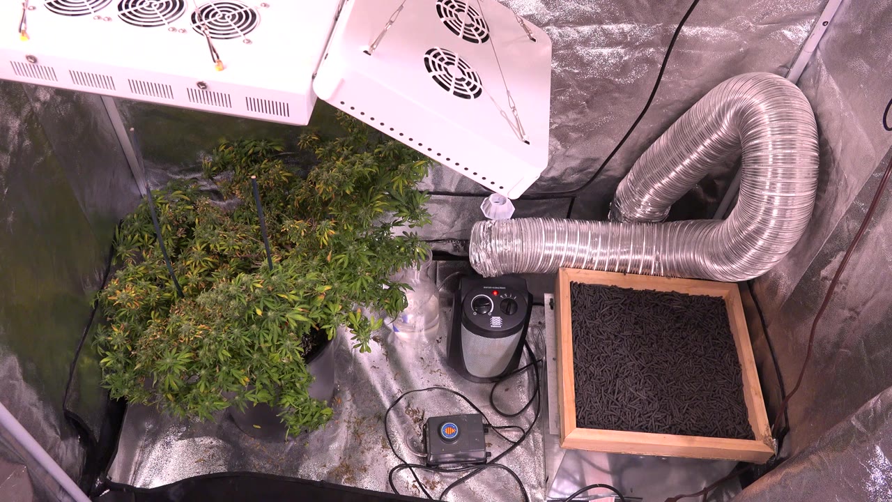 At 0:00 in Westminster, Colorado, a leafy homegrown plant sits beneath white grow lights inside a reflective tent, with ducting and equipment nearby and no visible people.