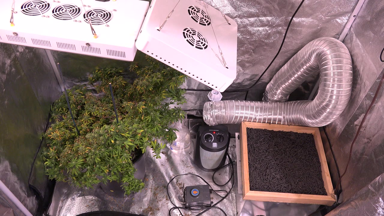 Cannabis plants under white grow lights inside a reflective grow tent.
