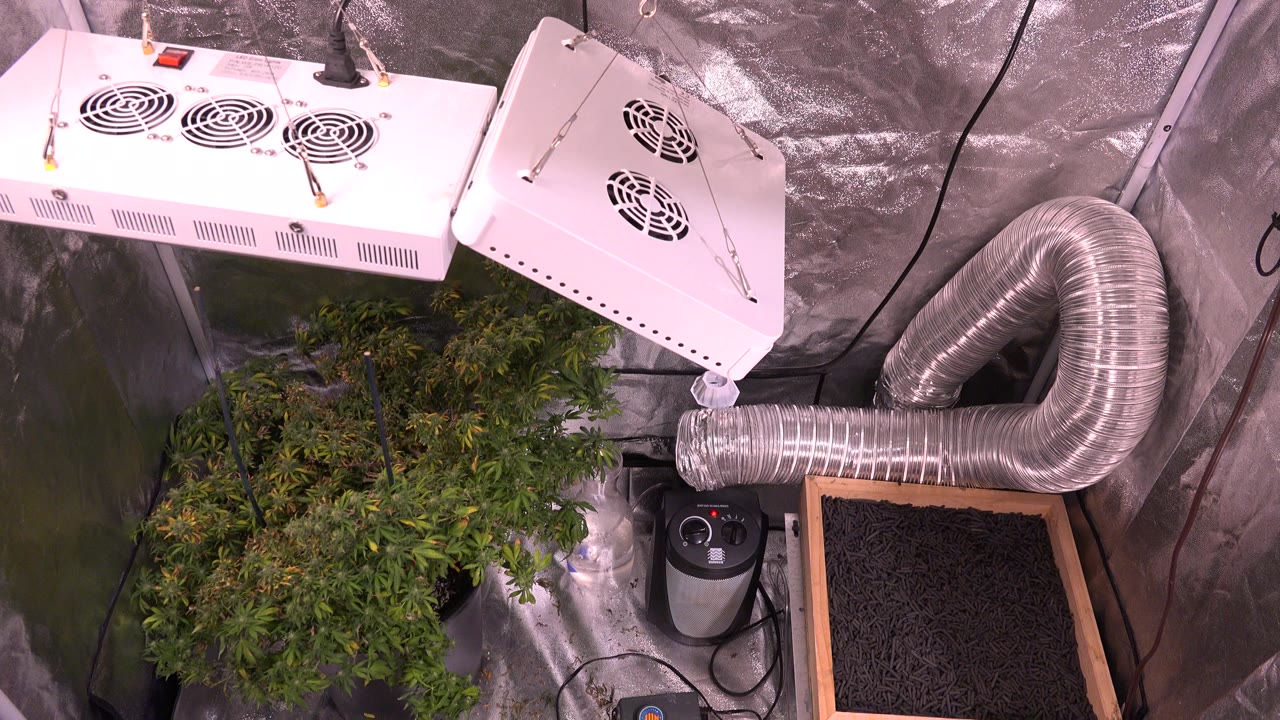 Cannabis plants under white grow lights inside a reflective grow room.