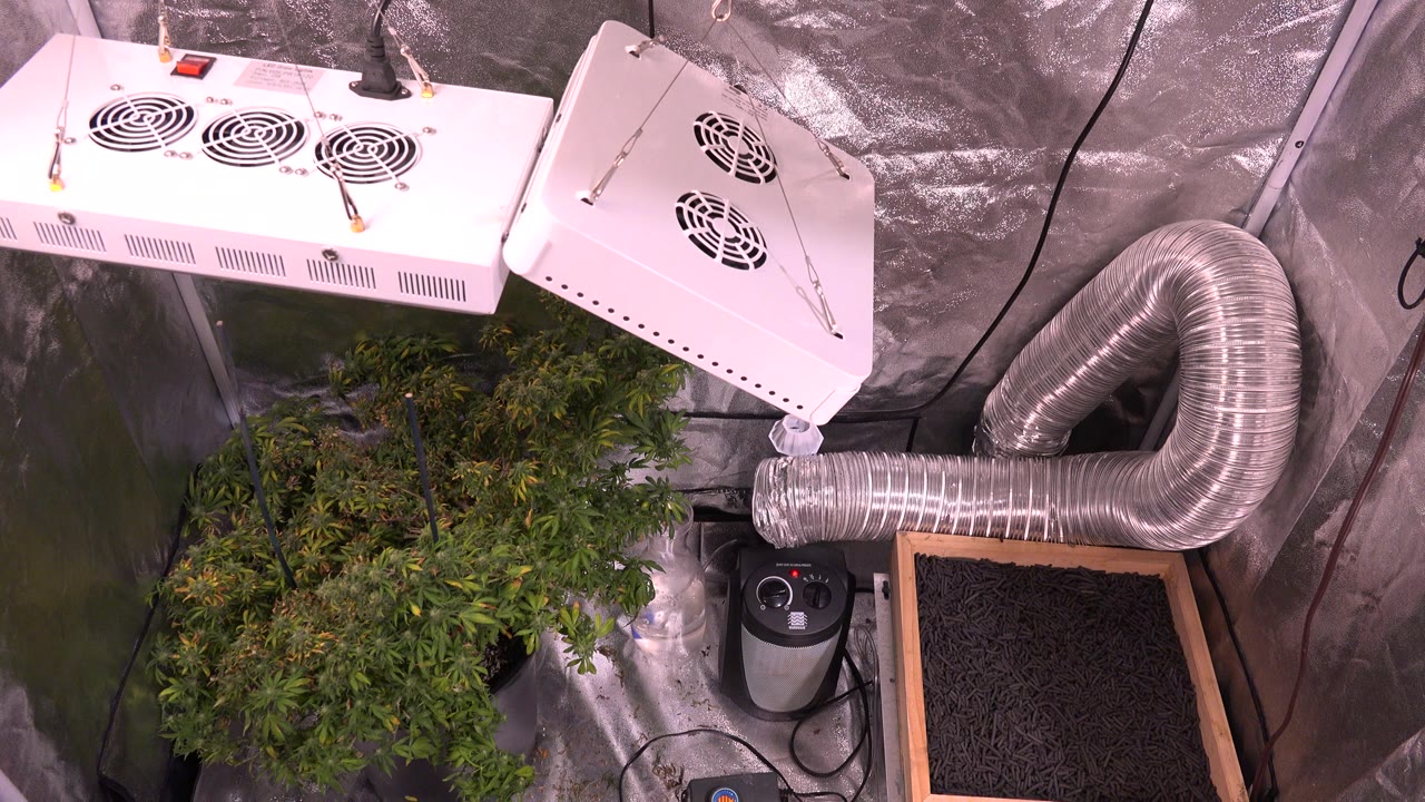 Cannabis plants fill the lower left of the frame beneath suspended white grow lights, with a curved silver duct and reflective grow-room walls visible in Westminster, Colorado, and no visible people.