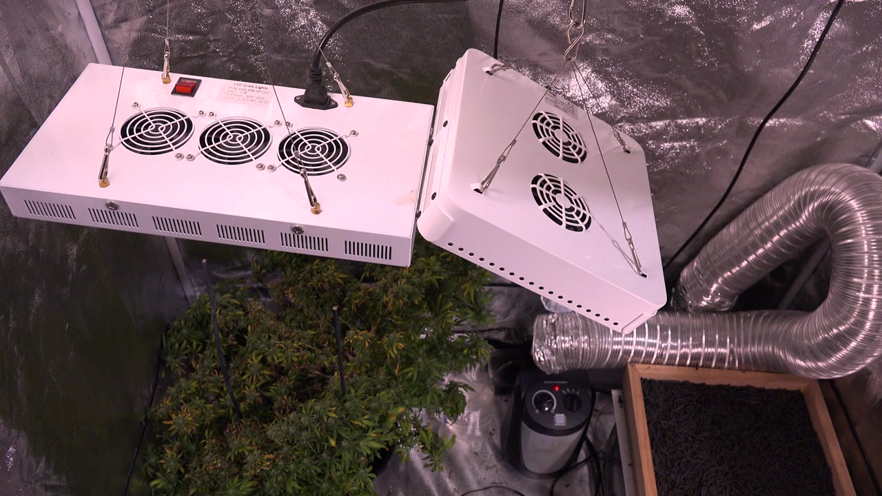 At 0:00 in Westminster, Colorado, white suspended fan and light units hang above green leafy plants, reflective silver wall lining, coiled metal ducting, black cables, and no visible people.