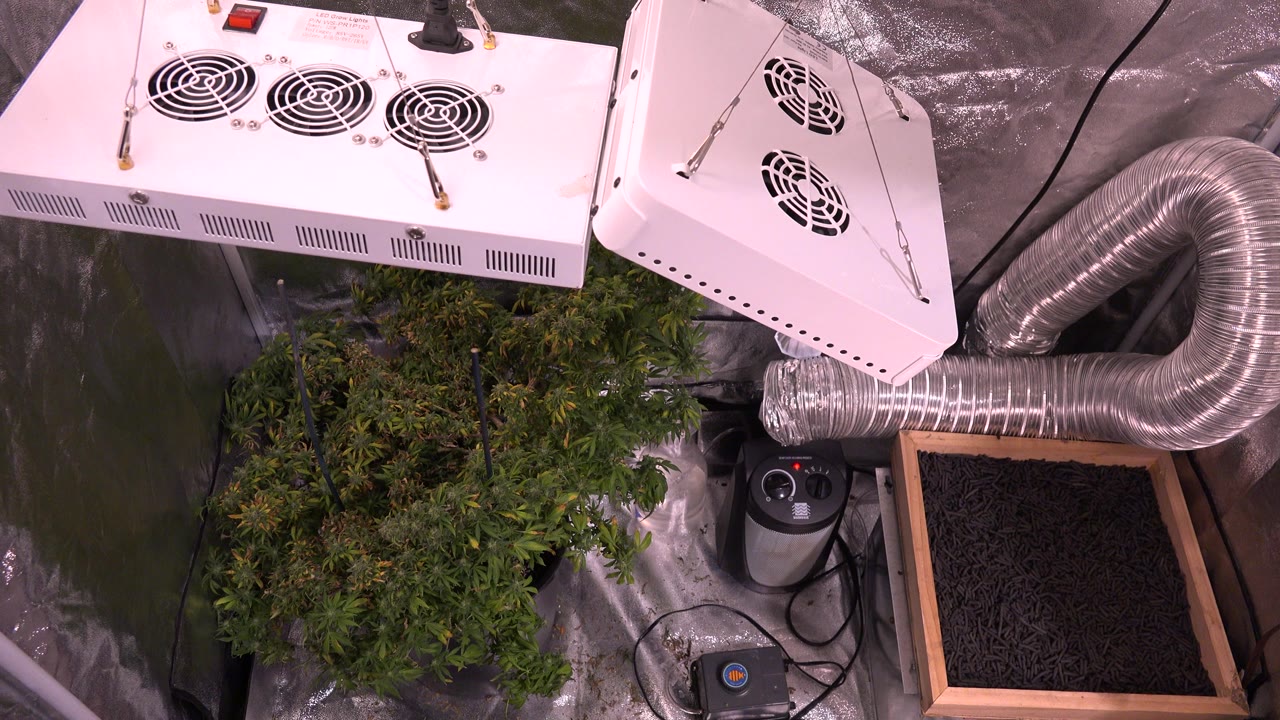 Indoor plant grow setup with lights, ducting, fans, and tray.