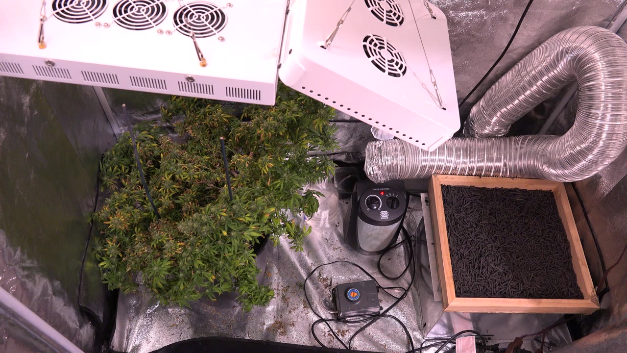 At 0:01, the Westminster, Colorado frame keeps the plant canopy on the left with grow lights above, a curved silver duct at upper right, and no visible people.