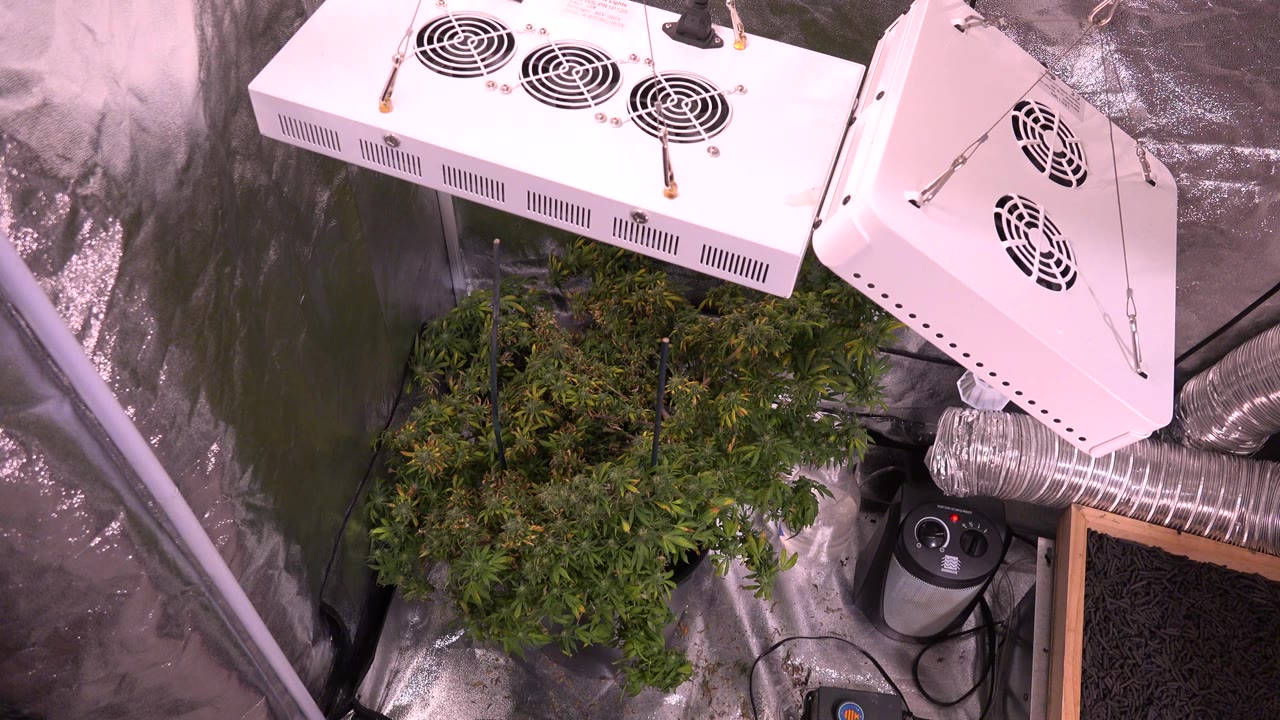 At 0:00, white grow light panels hang over a dense cannabis plant inside a reflective indoor tent in Westminster, Colorado, with no visible people.