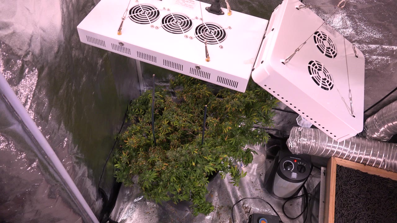 At 0:01, the camera view shows the cannabis canopy below two white light housings, silver ducting, and reflective wall material in the Westminster indoor setup, with no visible people.