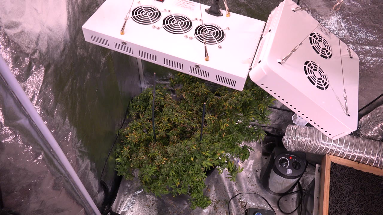 Overhead view of cannabis plant and ventilation ducting