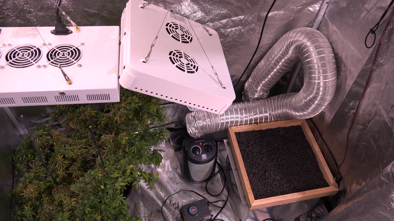 Overhead view in Westminster, Colorado of indoor plants under pink grow light beside white light panels, reflective foil walls, a silver duct, and no visible people.