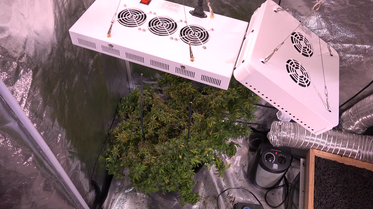 Indoor plants under white grow lights in a reflective grow room