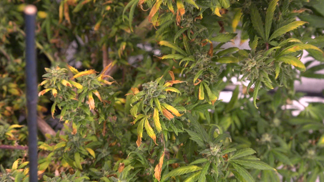 Close green plants under indoor grow lights