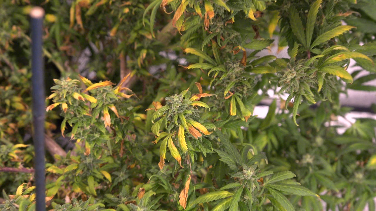 Dense green plants remain close to camera in Westminster, Colorado, with a vertical dark stake, soft white equipment shapes behind the leaves, and no visible people.