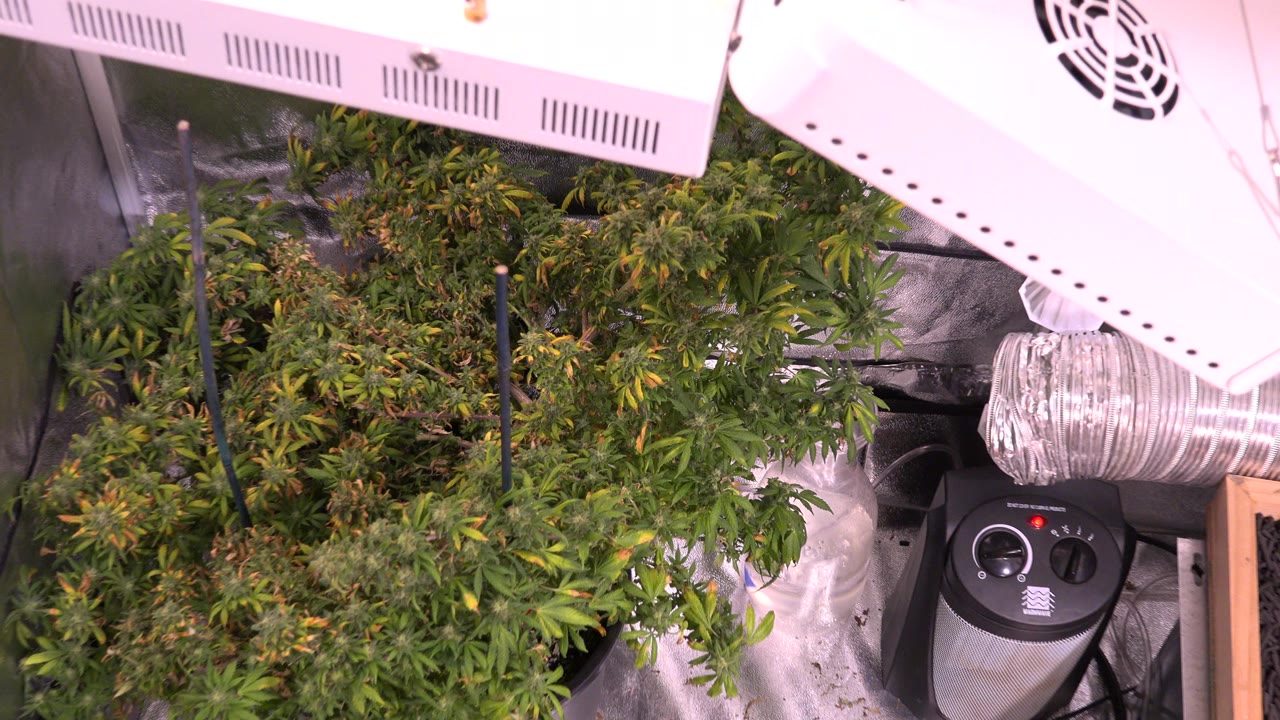 Leafy plants sit below a white grow light and silver ventilation duct in a reflective Westminster, Colorado indoor growing space, with no visible people.