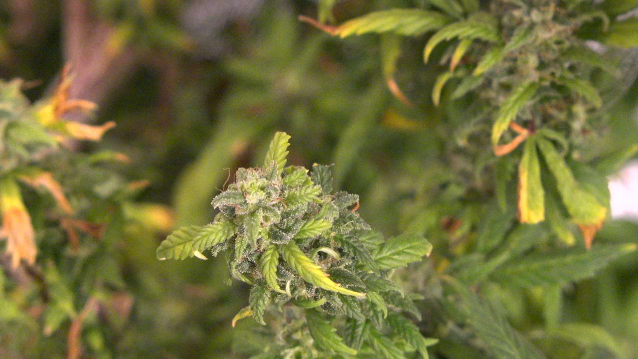 Close view of a plant flower cluster with serrated green leaves and yellowing tips in Westminster, Colorado, with soft foliage behind it and no visible people.