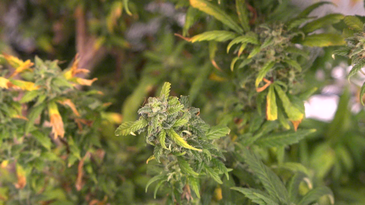 Close flowering plant tops in an indoor hydroponic setup.
