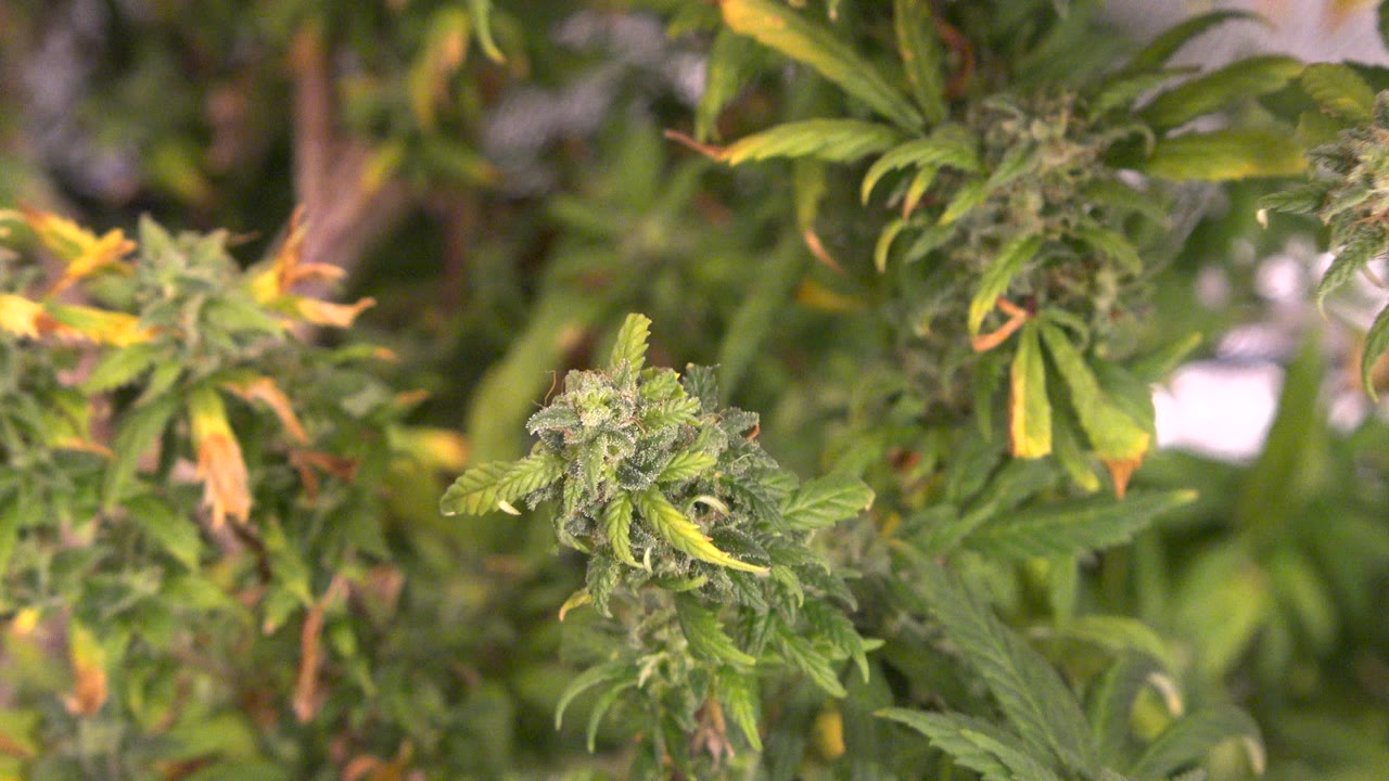 A flowering plant cluster sits near the center of the Westminster indoor grow scene, surrounded by green leaves and soft warm light, with no visible people.