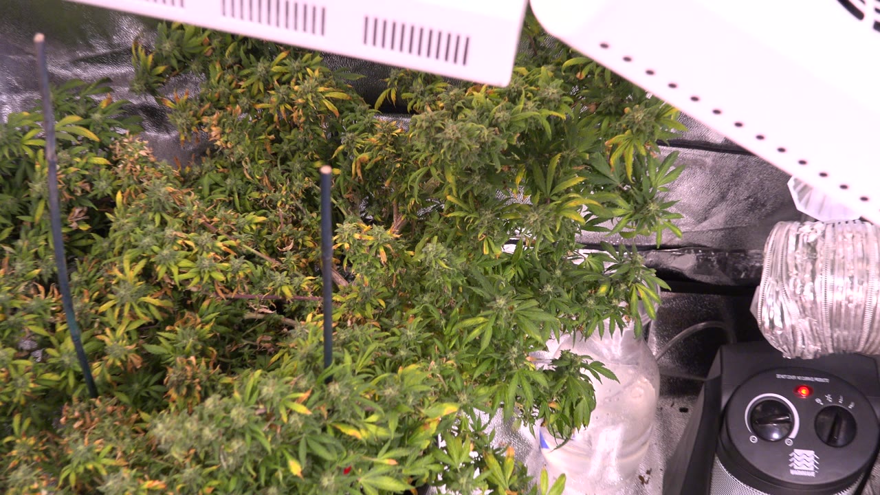 Leafy indoor plants under a white grow lamp in a reflective tent.